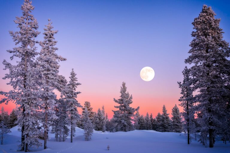 Landscape,Of,Snowy,Trees,In,Winter,In,Lapland,,Finland,With
